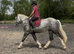 Stunning 16.1 4 yr old ID x cob mare dapple grey