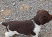 Gorgeous English Springer Spaniel Puppies