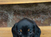Last Mini Dachshund Boy