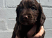 Cocker spaniel puppies from health tested parents