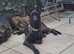 German shepherd cross dutch female