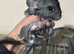 Baby Male Chinchilla