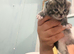 Kittens !!!