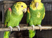 Yellow winged Blue fronted Amazons