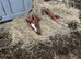 Super friendly yearling