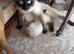 Siamese X Ragamese, female kittens. Ready to go.