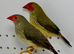 Beautiful pair red face star finches for sale