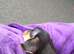 female mini pinscher cross westie pup