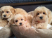 Mini Maltipoo pupps Ready for Rehoming