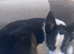 Need to re home border collie no fault of her own