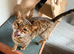 Bengal Pair needing a loving home