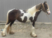 Sliver dapple and white filly