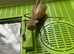Adult pair of Timor shield mantis (Rhombodera kirbyi)