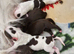 Beautiful puppies 4 sale