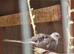 Pied Diamond Doves.