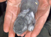 Lionhead X Chinchilla bunnies