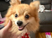 Pomeranian boy