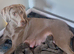 Outstanding blue kc weimaraner puppies
