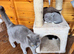 5 British shorthair crossed for sale