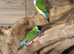 Gouldian Finches  male female,31
