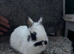 Netherland dwarf babies