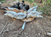 Various Domestic and Wildfowl Available