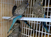 Extra, special RARE, BF / YF BIRDS