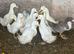 Pekin Ducks