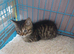 Persian x bsh kitten