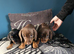 3 beauiful playful puppys for sale