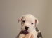 Chunky American Bulldog x English Bulldog x Staffy Puppies