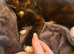 2 British shorthair x boys