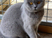 PEDIGREE, LOVING, HEALTHY NEEDING NEW HOMES