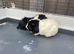 2 male Guinea pigs