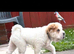 Ready now !! REDUCED shar pei 1 boy