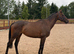 6 year old mare 16hh