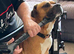 House Dog - Love Family and Childrens