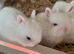 BEW Netherland dwarfs