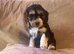 Last 2 beautiful f1 cockapoo puppies