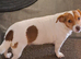 Loving home wanted for Dolly – 5-year-old Jack Russell