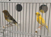 x2 males canary’s 2026