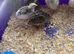 Quail