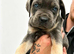 Cane Corso pups