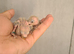 Peach Faced LoveBird Chics Hand Reared