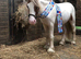 Mini cob colt