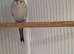 Blackface blackwing split budgies