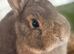 Make Netherland dwarf