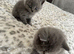 Beautiful British shorthair
