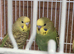 Baby Boy green Budgie