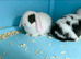 Stunning minilop rabbits ready around 11th sept